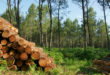 Holz als sichere Anlagemöglichkeit