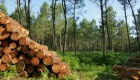 Holz als sichere Anlagemöglichkeit