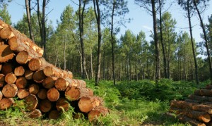 Holz als sichere Anlagemöglichkeit